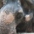 20090417 Half Day Safari - Elephant  42 of 57 